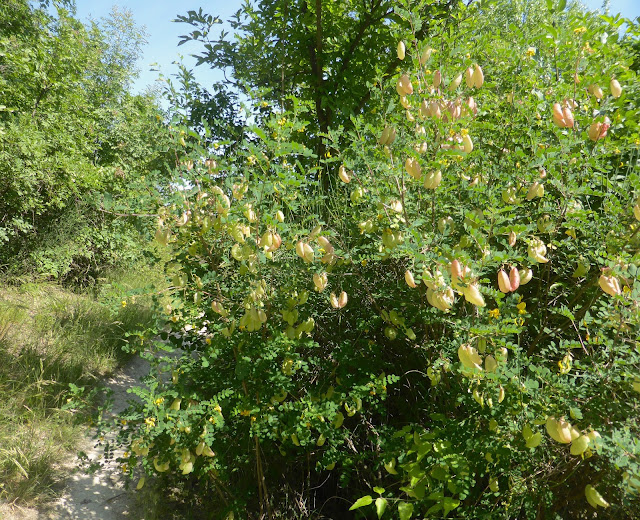 Parco-Monte-Paderno-bologna