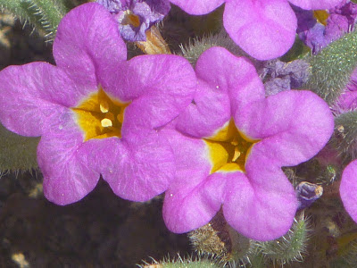 Flowers of purple nama, also ground nama (Nama aretioides)