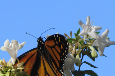 Annieinaustin, monarch and abelia