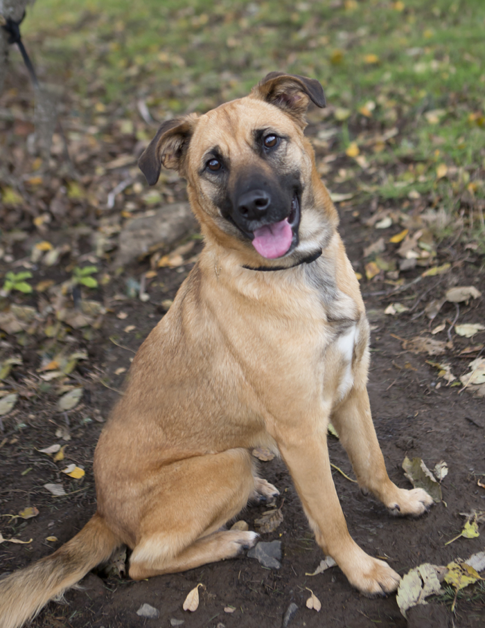 Boxer German Shepherd Mix - Dog Training Home | Dog Types