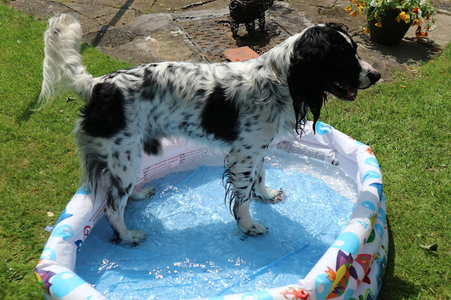 Keeping-Your-Dog-Cool-This-Summer-Tips