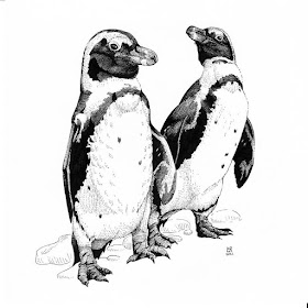 08-African-Penguins-Lindsey-Robson-www-designstack-co