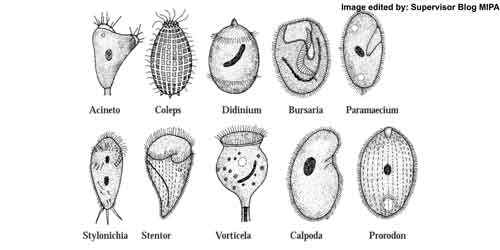 Klasifikasi Flagellata Rhizopoda Ciliata Sporozoa dan  