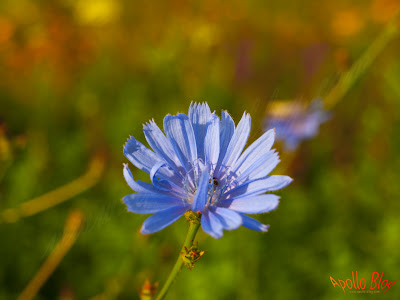 Floare albastra macro