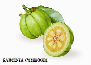 Garcinia+Cambogia+Weight+Loss+Advice+way+to+lose+weight+The+Magic+Fruit+Garcinia+Cambogia