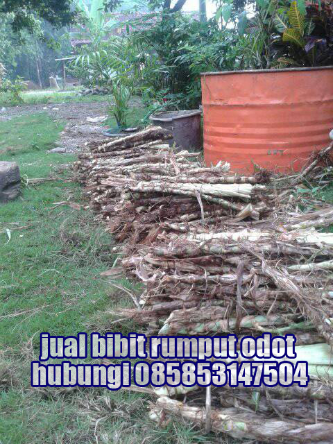 Jual Bibit Rumput Odot Medan