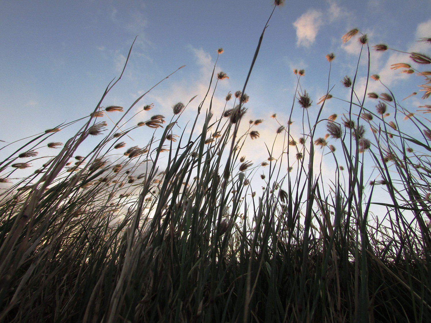 Wallpaper Pemandangan Rumput Ilalang Stok Wallpaper