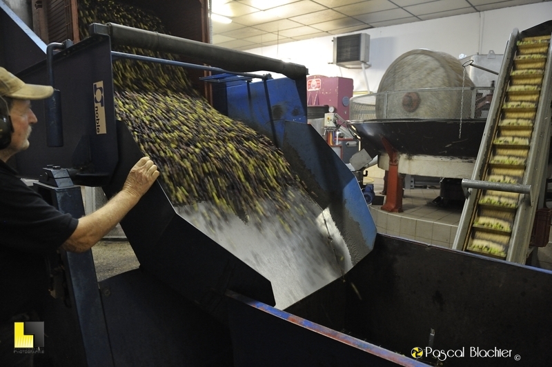les olives sont déversées dans le cône de montage des olives vers les meules photo blachier pascal