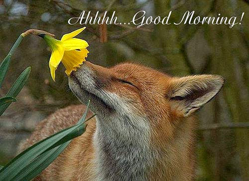 Good Morning Graphic, Fox Smelling a Daffodil, Reconnecting To Health, Graphic Quotes