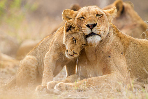 Best Guardians of Love: 50 Quotes Inspired by the Courageous Mother Lioness Protecting Her Cubs