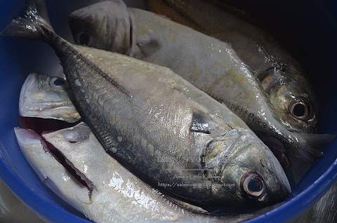 ikan nyok nyok putih