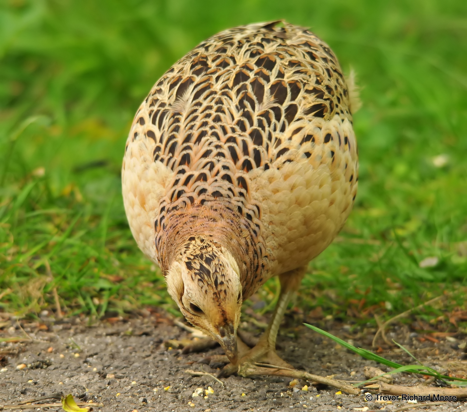 Our Gallery of Ornamental Pheasant Pictures