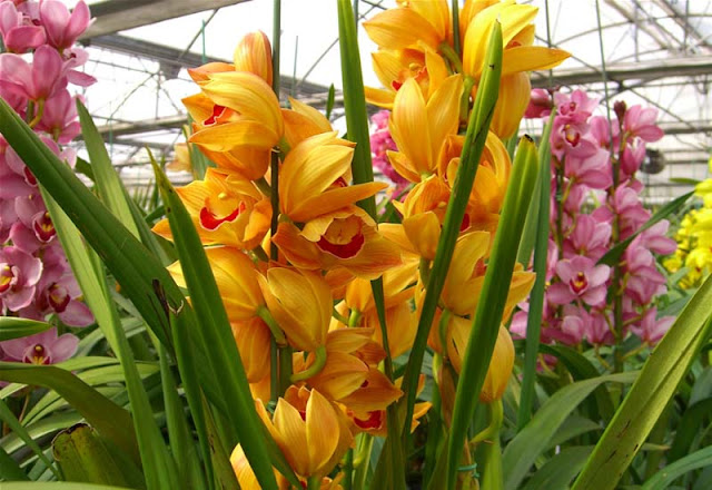 Beautiful Cymbidium Flowers Pictures