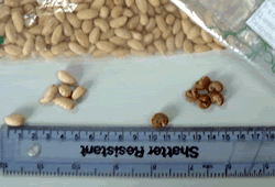 Neem (left) and Baobab seeds (right)