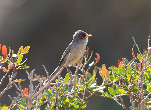 Balearic Warbler - Mallorca