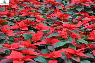 How to Care for Poinsettias Year-Round