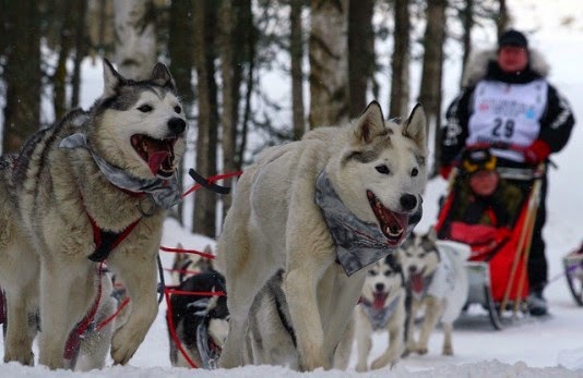 Musim Salju dan Iditarod di Alaska