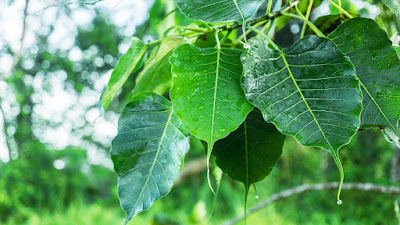 Banyan leaf, Bodhi Leaves, Bargad ke patte