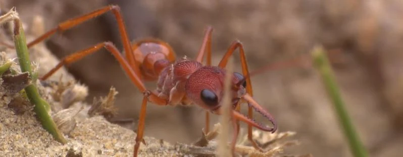 Myrmecia pyriformis