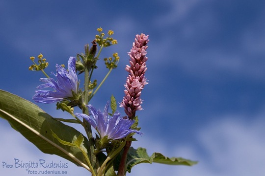 blom_20110807