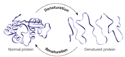 Denaturasi protein, renaturasi protein