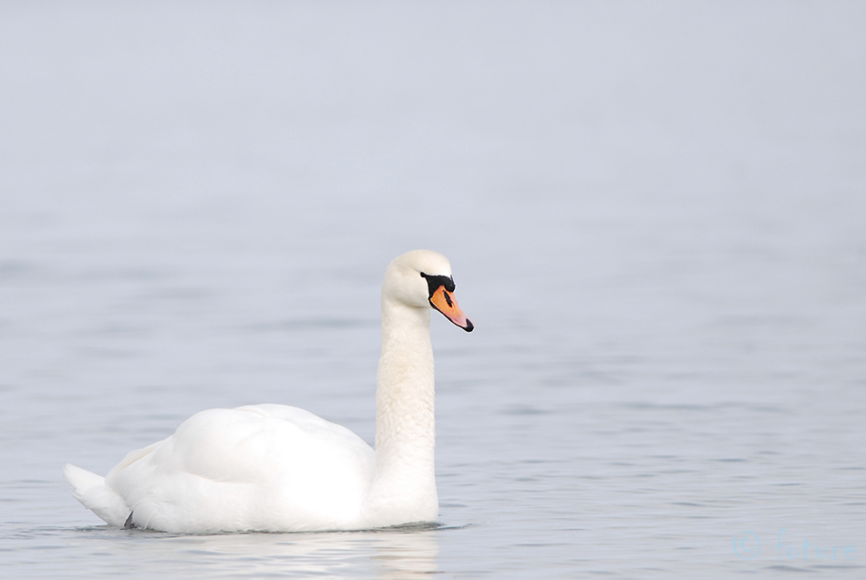 Kühmnokk-luik, Cygnus olor, Mute Swan