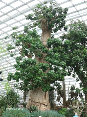 baobab, Singapore