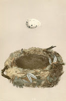 Bird Nest Book