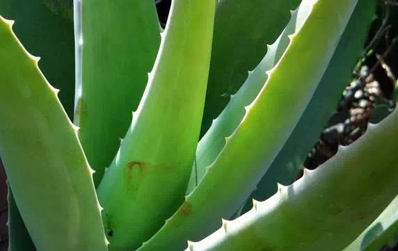 Manfaat Aloe Vera Untuk Wajah Yang Perlu Diketahui