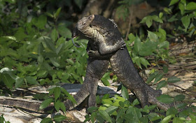 Spotted monitor lizard fighting at Pasir Ris Park this morning.