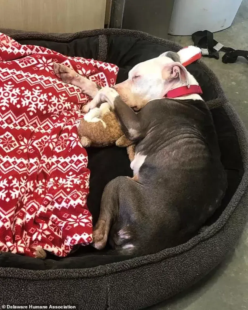 DELAWARE HUMANE ASSOCIATION
