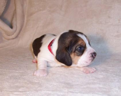 Red boy beagle puppy