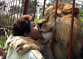 funny animals, animal pictures, lion hugs human