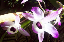 ORQUIDEAS