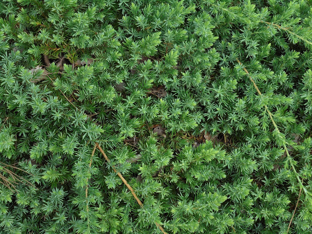 ストックフォト—ジュニパーが植えてありました