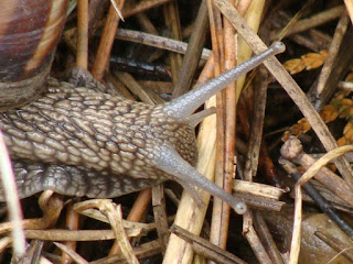 Helix (Helix) lucorum DSC51496