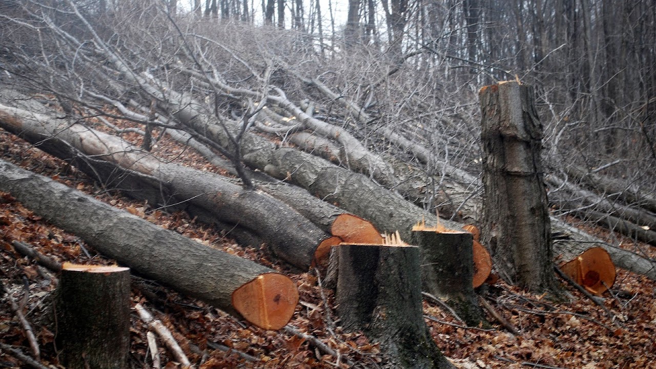 Logging - Cutting Tree