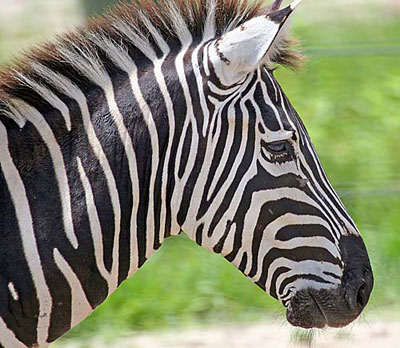  gambar  zebra Indonesiadalamtulisan Terbaru 2014