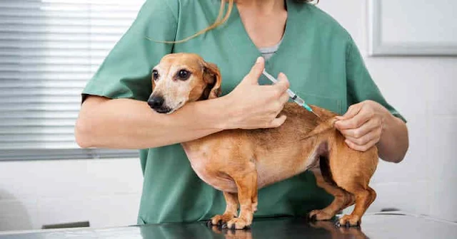 Colegio de Veterinarios advierte sobre necesidad de vacunar mascotas ante caso de rabia en Balcarce