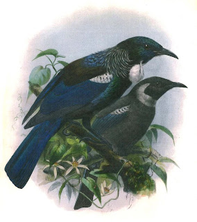 tui Prosthemadera novaeseelandiae fauna de Nueva Zelanda