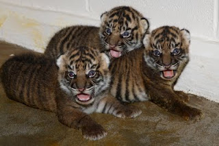 Tiger Cubs