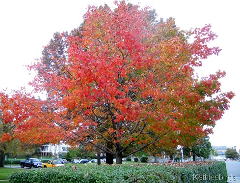 11. maple tree-kab