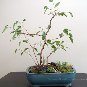 Wolf, the Guardian of Miniature Ficus Forest - group of 5 ficus benjamina variegated