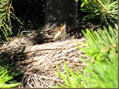 Baby Robin