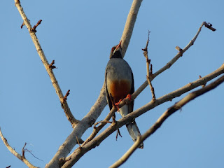 Turdus plumbeus - Merle vantard