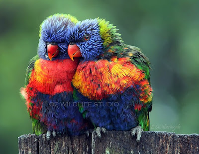 Rainbow Lorikeets