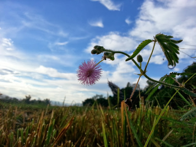 makahiya flower looking at the sky