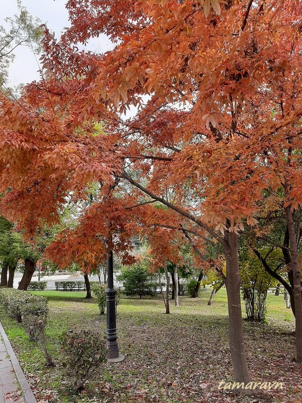 Клён маньчжурский (Acer mandshuricum)