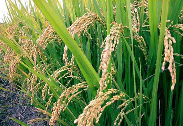 In five years, Nigeria will begin rice export