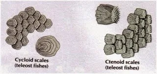 sisik tipe cycloid dan ctenoid